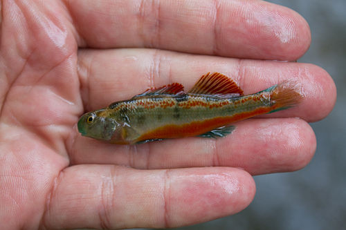 Snubnose darter